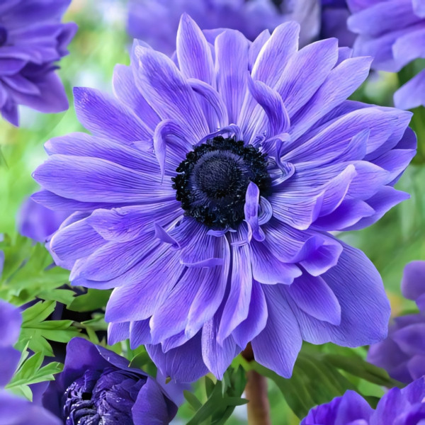 Саженец Анемона махровая Лорд Лейтенант