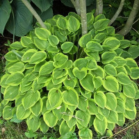 Саженцы Хоста Golden Tiara (Голден Тиара) М