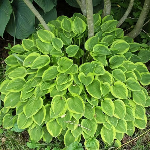 Саженцы Хоста Golden Tiara (Голден Тиара) М