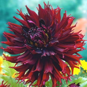 Саженцы Георгина кактусовая Kenora Macop-B (КенораМакоп-Б)