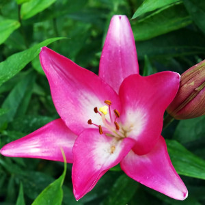  Лилия ЛА гибрид Arbatax (Арбатакс)