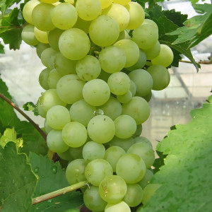 Саженцы Виноград Цветочный