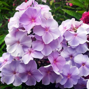 Саженцы Флокс метельчатый Медовый месяц