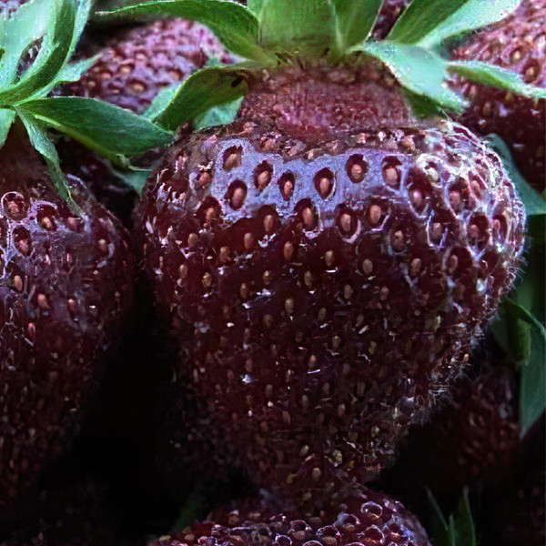 Клубника Черный принц (в упаковке 5шт.)