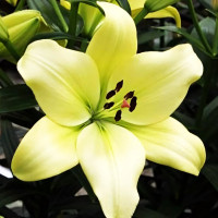 Луковицы  Лилия ЛА гибрид Gerrit Zalm (Геррит Залм) (3шт.)