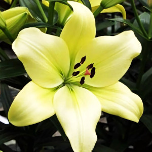  Лилия ЛА гибрид Gerrit Zalm (Геррит Залм)