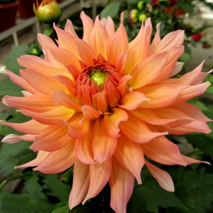 Саженцы Георгина гэллери Leonardo (Леонардо)