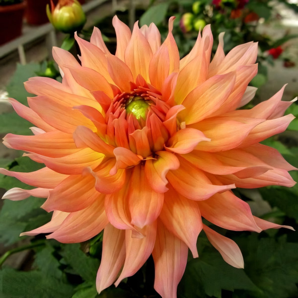 Саженцы Георгина гэллери Leonardo (Леонардо)