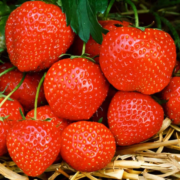 Клубника (крупноплодная) Фигаро 5 шт. в упаковке