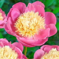 Саженец Пион Боул оф Бьюти