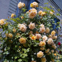 Саженцы Роза плетистая Мишка