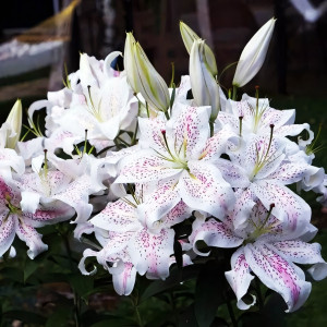  Лилия восточная Extravaganze (Экстраваганца)