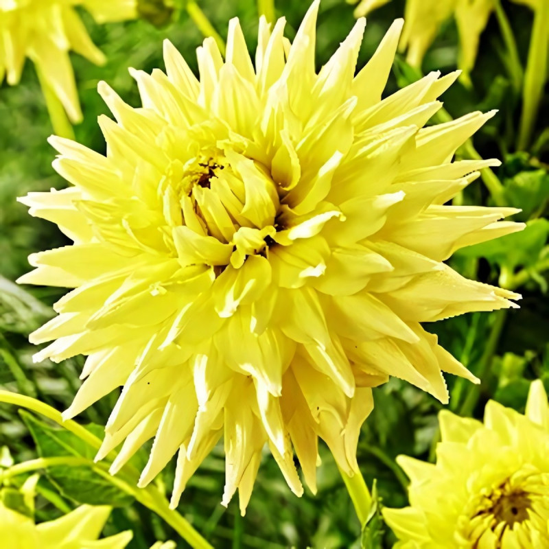 Саженцы Георгина макси Trooper Dan (Троопер Дэн)