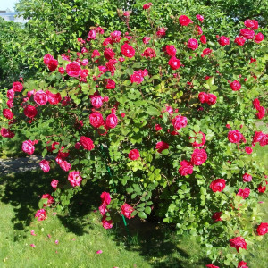 Саженцы Роза плетистая Александр Маккензи