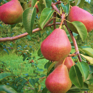 Саженцы Груша колоновидная Кармен