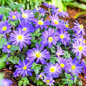 Анемона Бланда Блю Шейдс