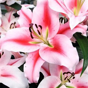  Лилия Фронтера