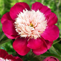 Саженцы Пион White Cap (Уайт Кеп)