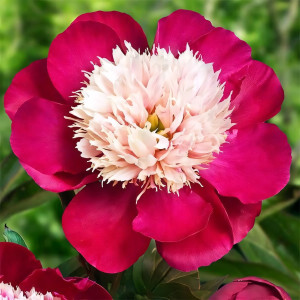 Саженцы Пион White Cap (Уайт Кеп)