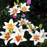 Луковицы  Лилия биколор азиатская Tinos (Тинос) (3шт.)