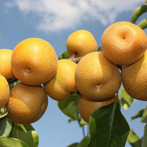 Саженцы Груша китайская Нэши