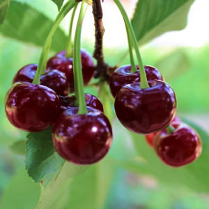 Саженцы Вишня Любимица