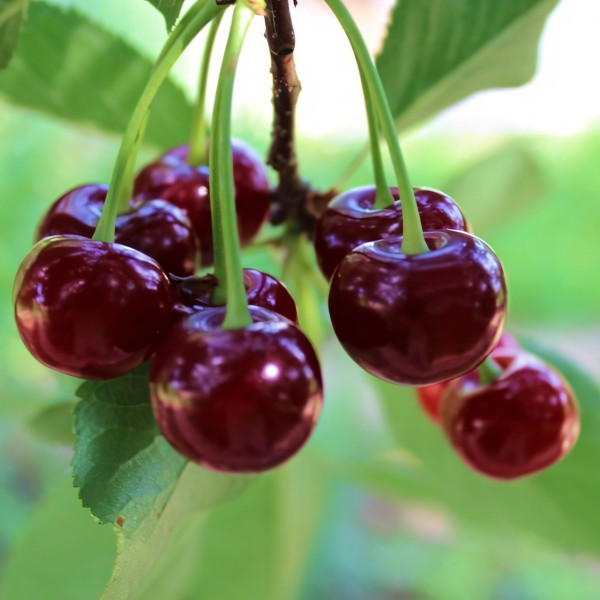 Саженцы Вишня Любимица