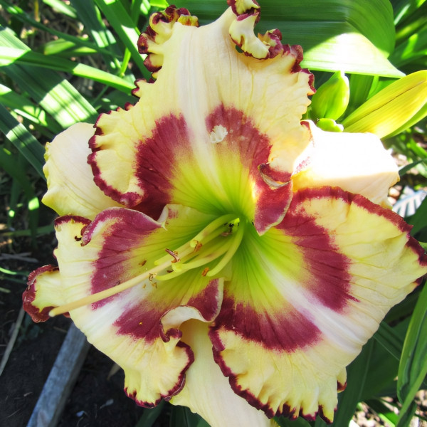 Саженцы Лилейник Lady Betty Fretz (Леди Бетти Фретц)