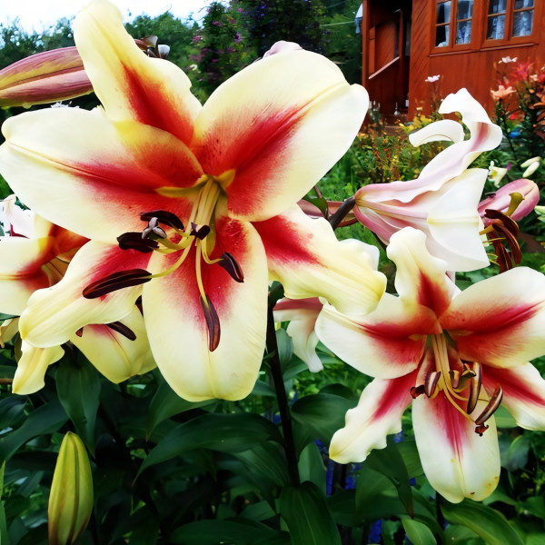 Луковицы Саженцы Лилия ОТ гибрид Lavon (Лавон) (3шт.)