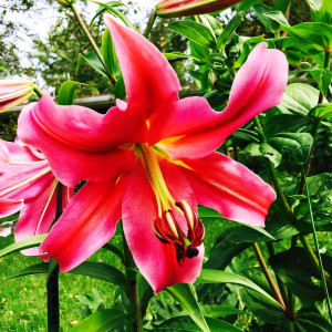  Лилия Sensi (Сенси)