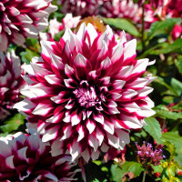 Саженцы Георгина декоративная Verdi (Верди)