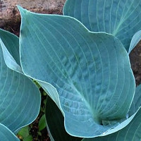 Саженцы Хоста Canadian Blue (Канадиан Блю) М