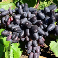 Саженцы Виноград Сувенир