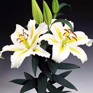  Лилия восточная Legend (Легенда)