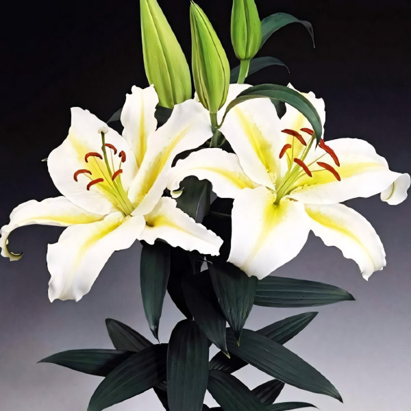 Луковицы  Лилия восточная Legend (Легенда) (3шт.)