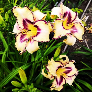 Саженцы Лилейник Bird Talk (Бёрд Ток)