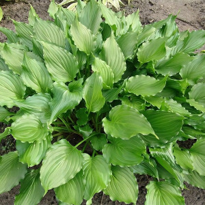 Саженцы Хоста Stirfry (Стирфрай) L