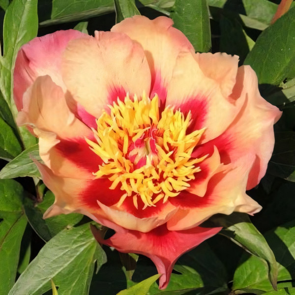 Саженцы Пион Court Yester (Курт Эстер)