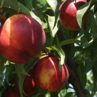 Саженцы Нектарин Свит Леди