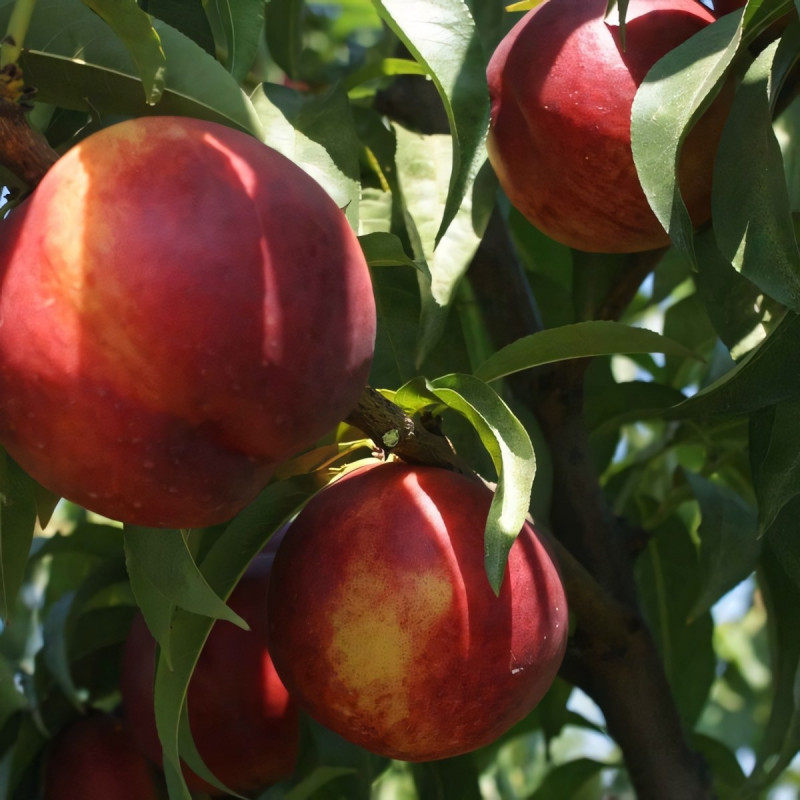 Саженцы Нектарин Свит Леди