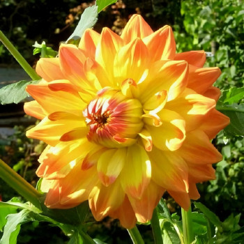 Саженцы Георгина Ace Summer Sunset