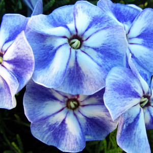 Саженцы Флокс метельчатый Younigue Old Blue (Юник Олд Блю)