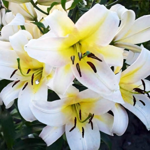  Лилия ОТ гибрид Budlight (Будлайт)