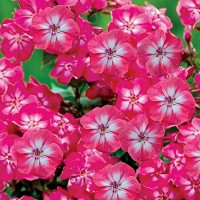 Саженцы Флокс Lizzy (Лиззи)