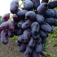 Саженцы Виноград Ромео