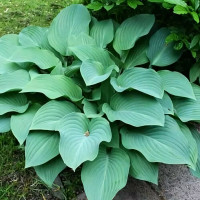 Саженцы Хоста Krossa Regal (Кросса Регал) L