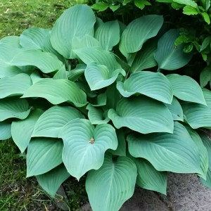 Саженцы Хоста Krossa Regal (Кросса Регал) L