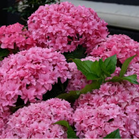 Саженец Гортензия крупнолистовая You and Me Expression (Ю энд Ми Экспрешен)