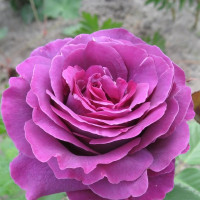 Саженцы Роза чайно-гибридная Парфюм де Рев