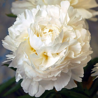 Саженцы Пион Madame Claude Tain (Мадам Клод Тэн)